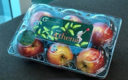 Hộp đựng táo P06